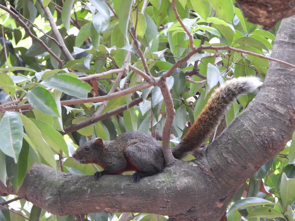 Ardilla de lomo gris pardo y vientre rojizo caminando por una rama gruesa entre hojas verdes, con la cola peluda levantada