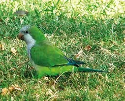 Cotorra argentina (Myiopsitta monachus), ave exótica invasora declarada dañina en Chile
