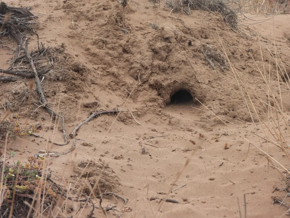 Boca de una galería de cururo abierta en un talud de arena, con tierra suelta removida alrededor y pastos secos