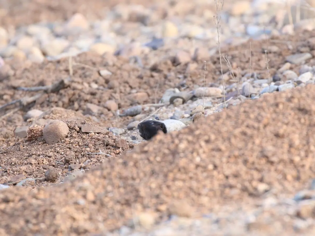 Cabeza negra de un cururo asomada entre montículos de tierra suelta y piedras, junto a una piedra blanca