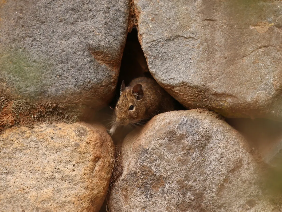 Degú de pelaje café asomado por un hueco entre las piedras de una pirca, con orejas grandes y oscuras y una zona clara alrededor del ojo