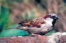 Gorrión (Passer domesticus), ave exótica declarada dañina por el SAG