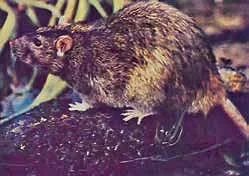 Guarén o rata parda (Rattus norvegicus), roedor exótico que suele confundirse con el coipo