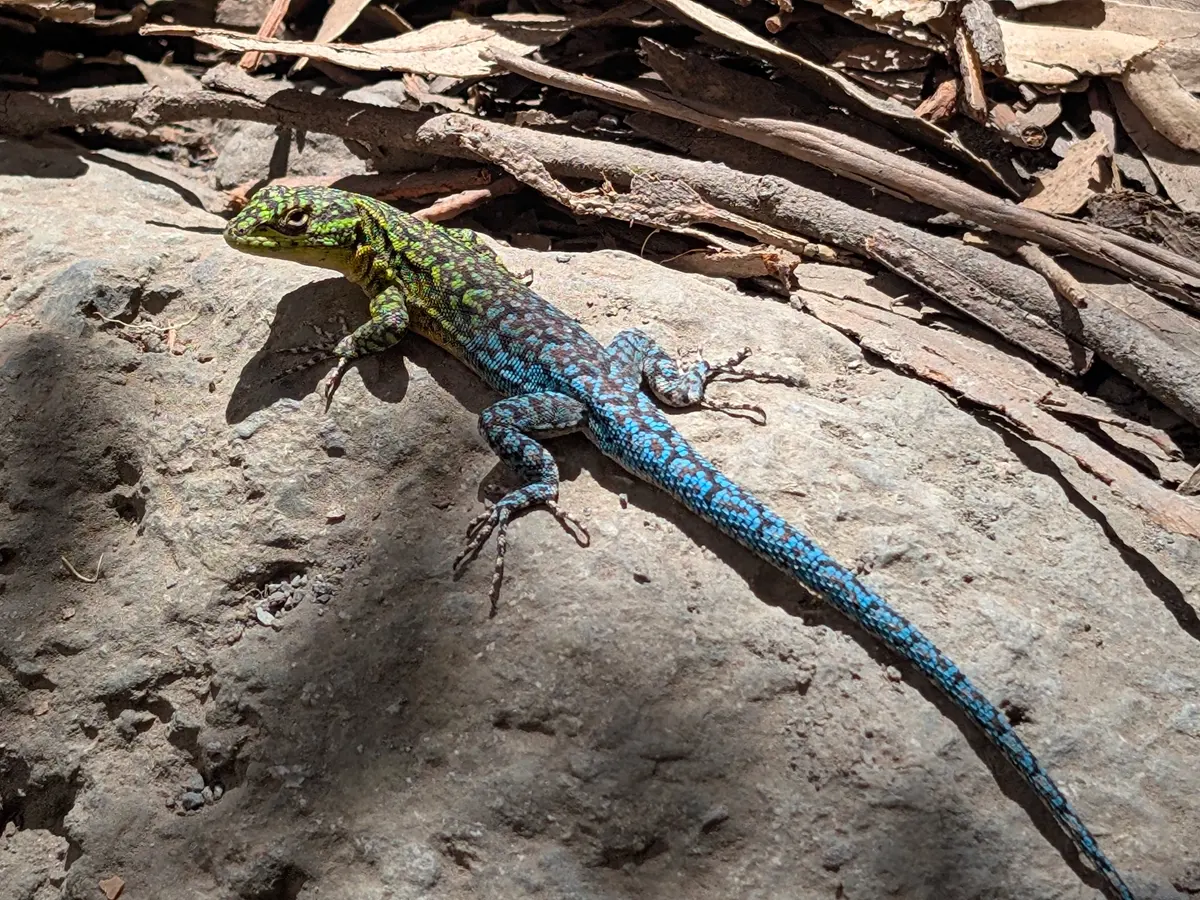 Lagartija esbelta macho, de cabeza verde y cola azul, tomando sol sobre una roca junto a ramas secas