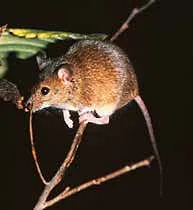 Laucha doméstica (Mus musculus), roedor exótico declarado dañino en Chile