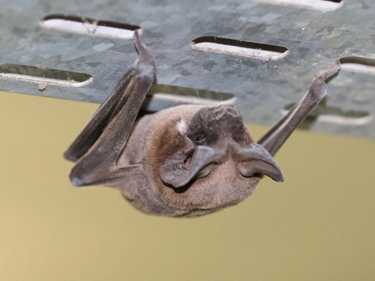 Murciélago cola de ratón colgando cabeza abajo bajo una estructura metálica perforada, con las alas plegadas