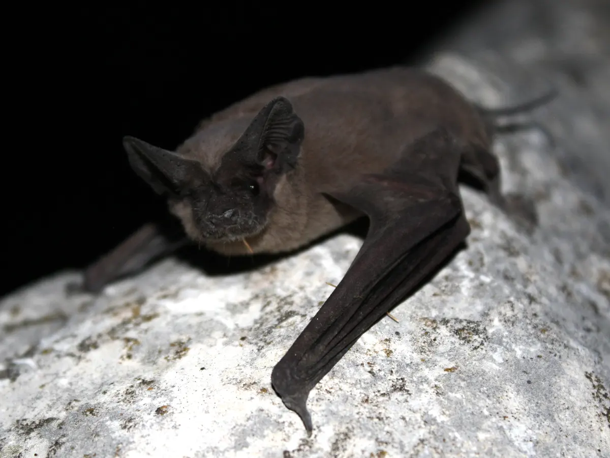 Murciélago cola de ratón de pelaje café oscuro y orejas anchas, apoyado sobre una roca clara con fondo oscuro