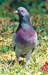 Paloma común (Columba livia), especie declarada dañina por el SAG en Chile