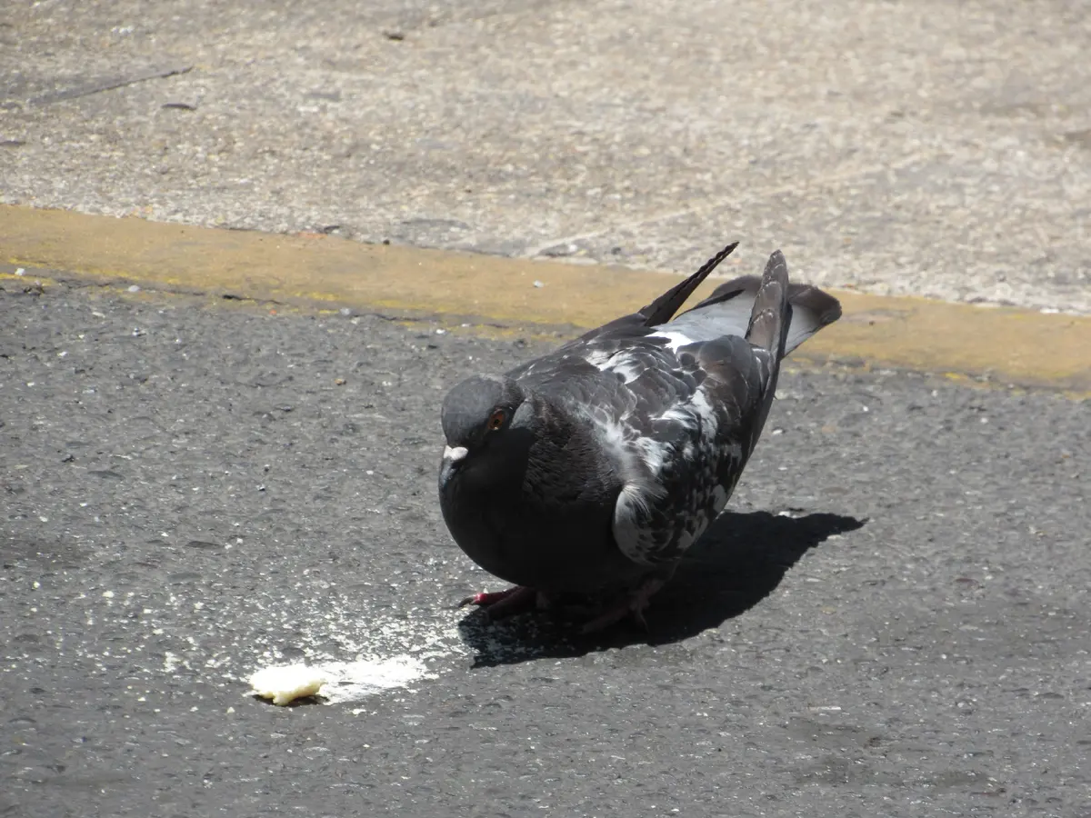 Paloma gris oscuro con manchas blancas en las alas, junto a un trozo de pan sobre pavimento con una franja amarilla