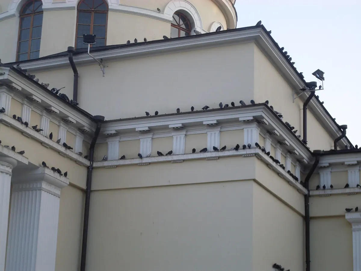 Decenas de palomas posadas en las cornisas y el techo de un edificio de fachada color crema con pilastras blancas