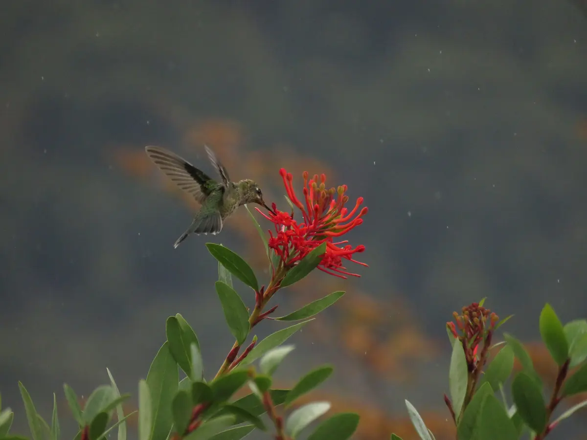Picaflor chico suspendido en vuelo libando un racimo de flores rojas de notro, con fondo desenfocado y gotas de lluvia