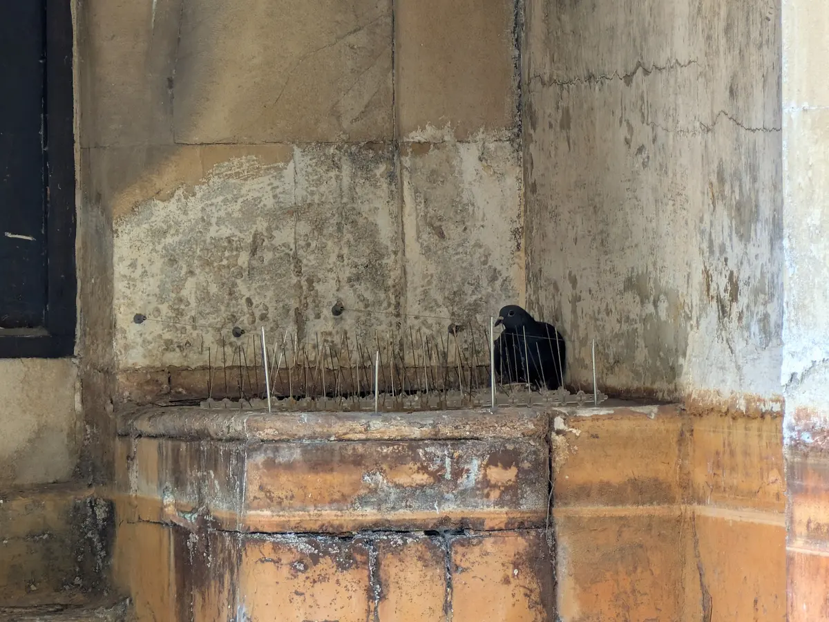 Púas antipalomas de acero sobre tiras plásticas en una cornisa de piedra, con una paloma echada junto al muro