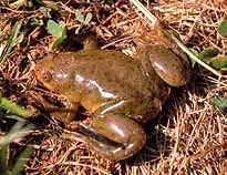 Sapo africano (Xenopus laevis), anfibio exótico invasor declarado dañino