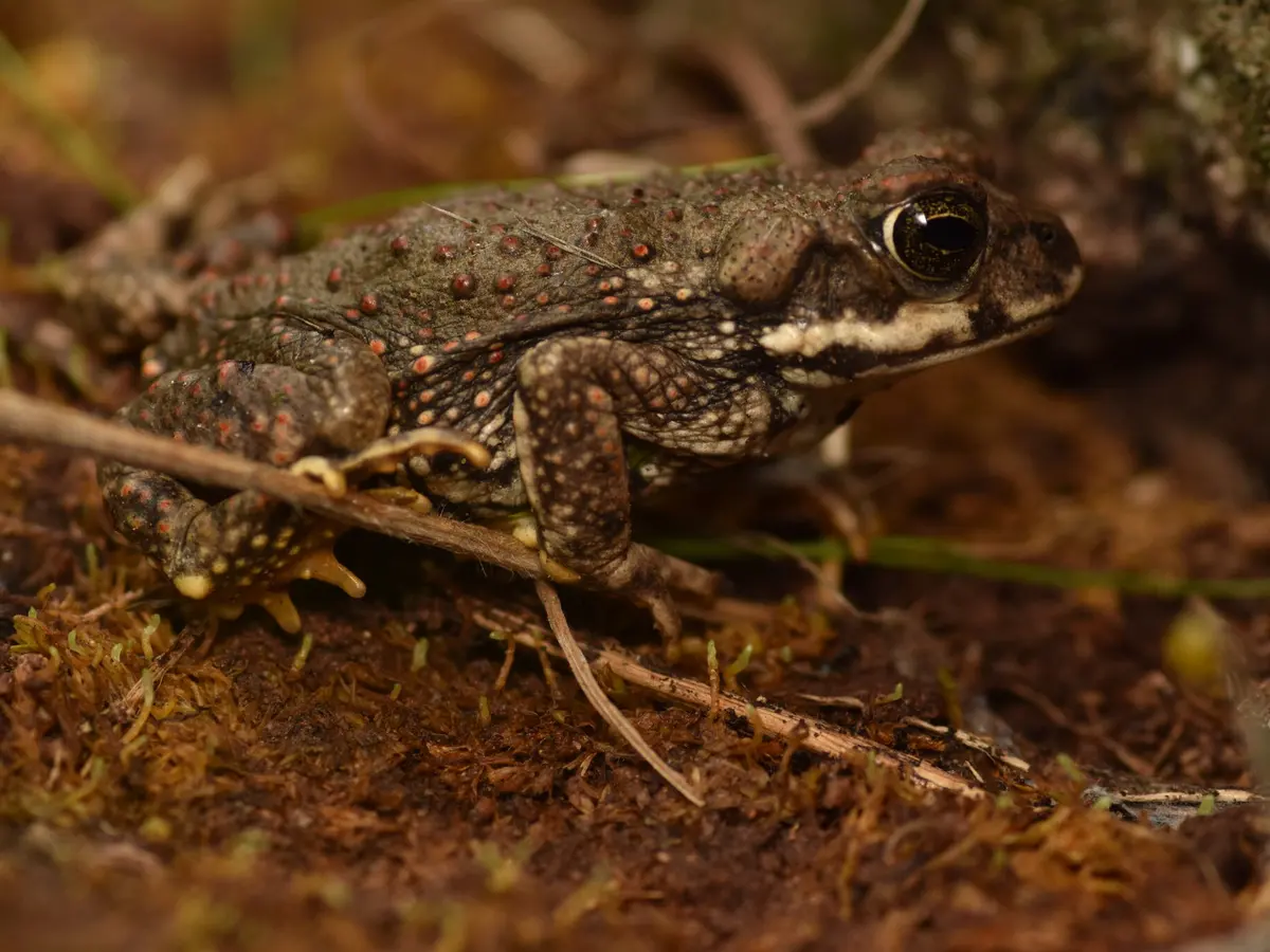 Sapo de rulo de perfil sobre tierra húmeda con musgo, con la piel llena de verrugas rojizas y una franja clara bajo el ojo