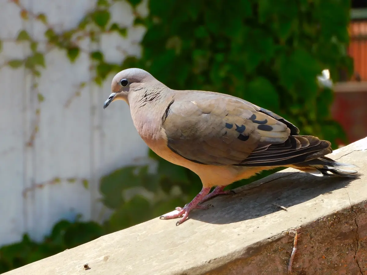 Tórtola de perfil sobre el borde de un muro, con cabeza gris, pecho rosado, manchas negras en el ala y patas rosadas, frente a una pared blanca con enredadera