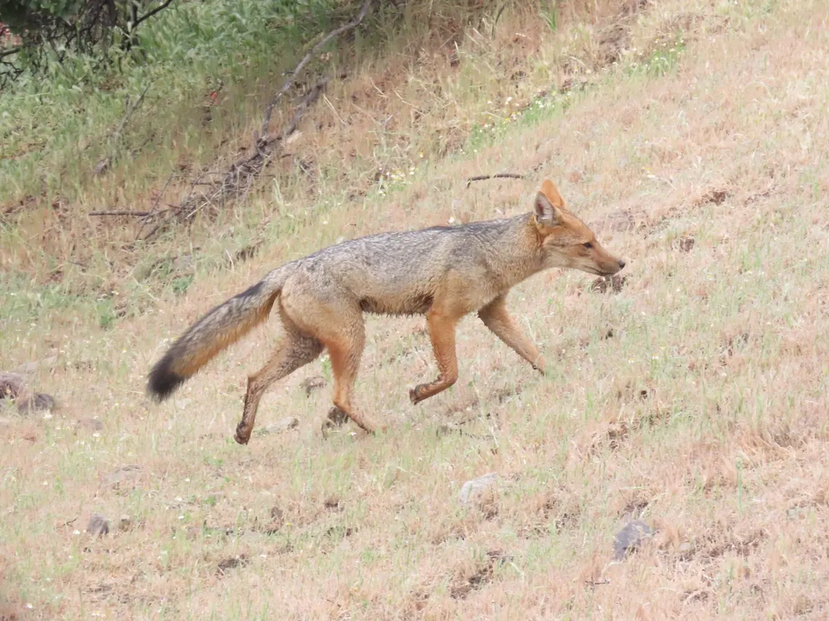 Zorro culpeo de cabeza y patas rojizas y cola de punta negra caminando por una ladera de pasto seco