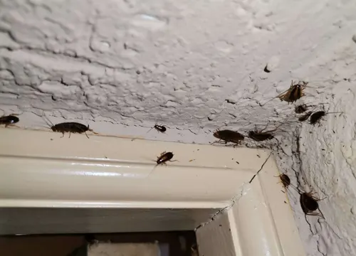 Infestación de cucarachas en rincón de cocina