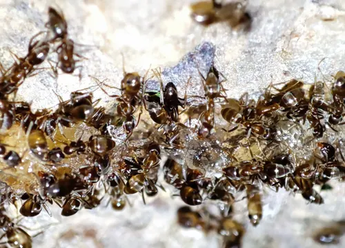 Fila de hormigas invadiendo una superficie de cocina