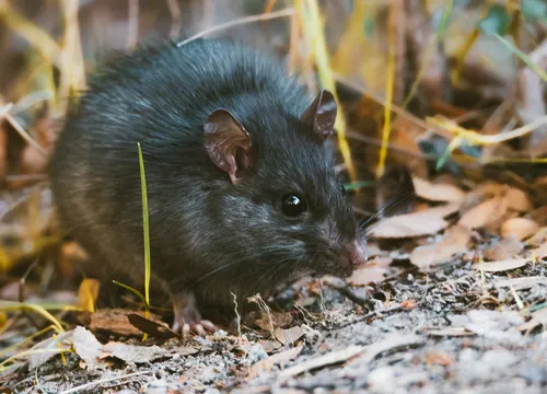 Rata negra (Rattus rattus) en exterior