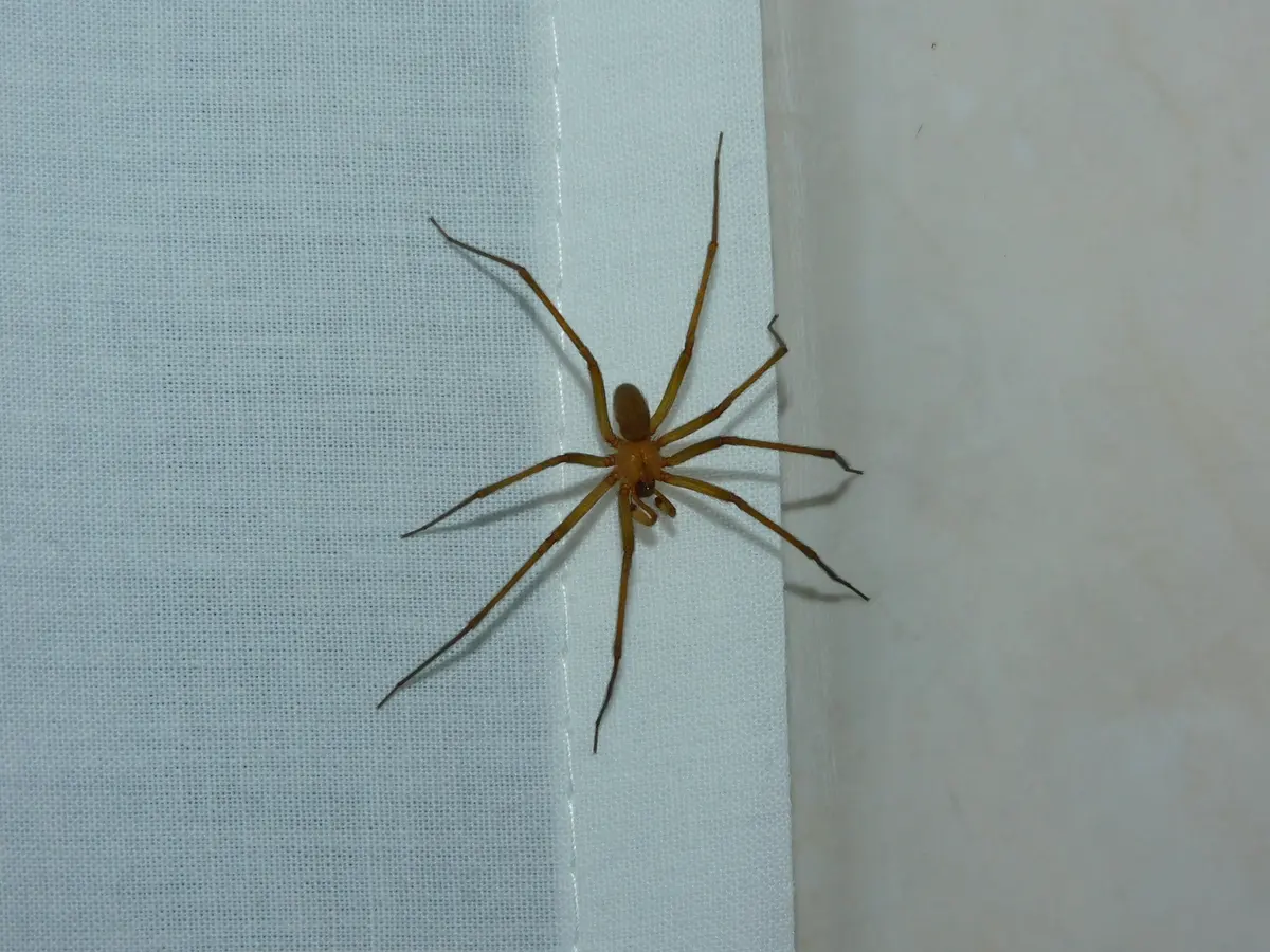 Araña de rincón vista desde arriba sobre un género blanco, junto a un muro, con patas largas cafés, cefalotórax café claro y abdomen ovalado café
