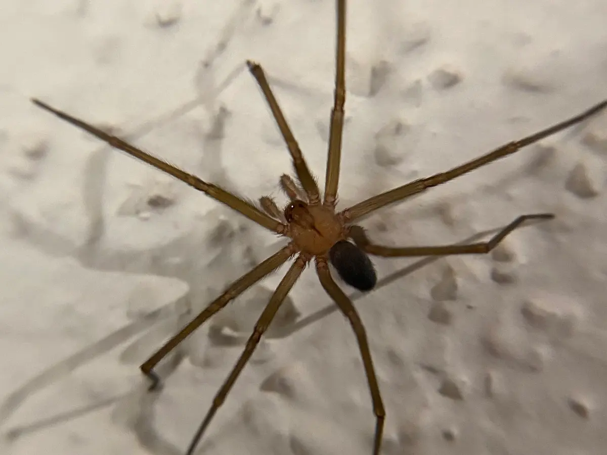 Araña de rincón sobre un muro blanco rugoso, con patas largas cafés, cefalotórax claro con marca oscura y abdomen gris oscuro