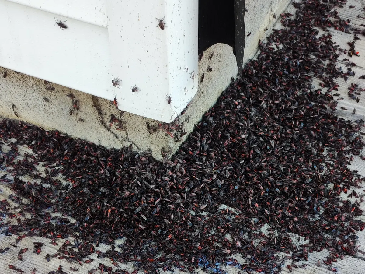 Cientos de chinches rojo con negro agrupadas en la esquina de una construcción, en su base de hormigón y en el radier