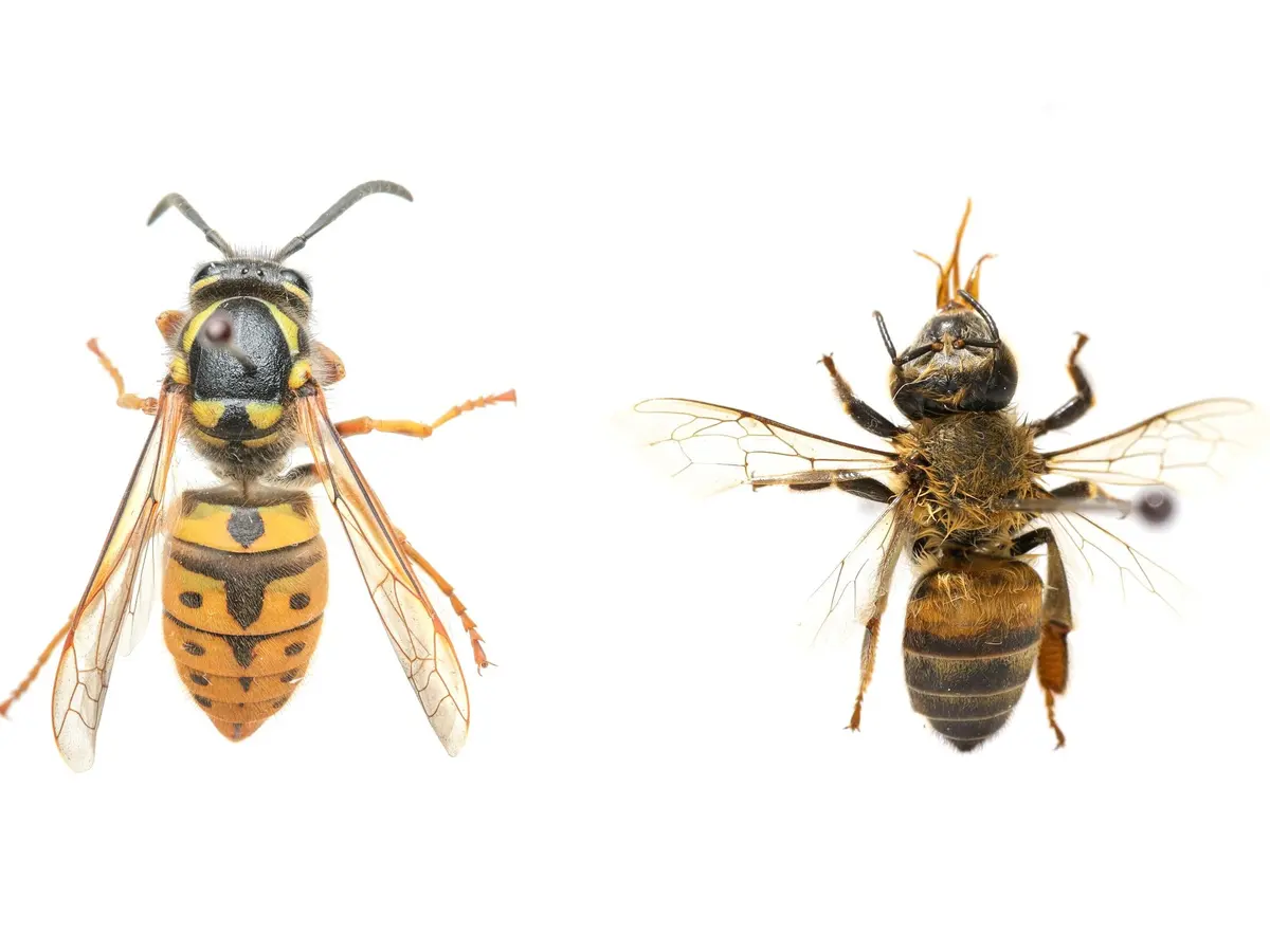 Ejemplares de colección de chaqueta amarilla (izq.) y abeja melífera (der.) vistos desde arriba sobre fondo blanco