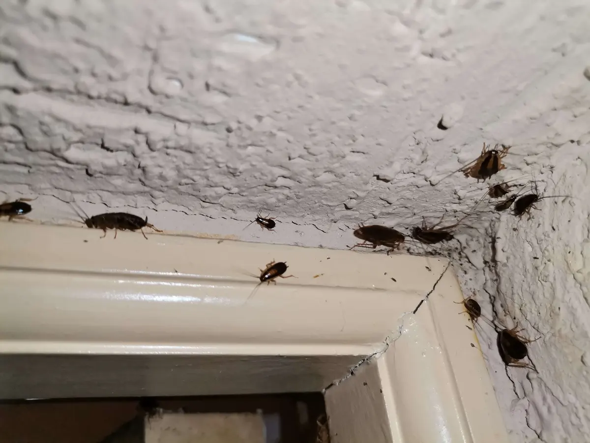 Cucarachas alemanas adultas y ninfas, con manchas de fecas, en la esquina superior del marco de una puerta