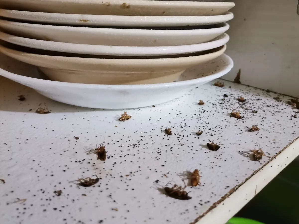Cucarachas alemanas muertas y fecas sobre la repisa de un mueble, junto a una pila de platos