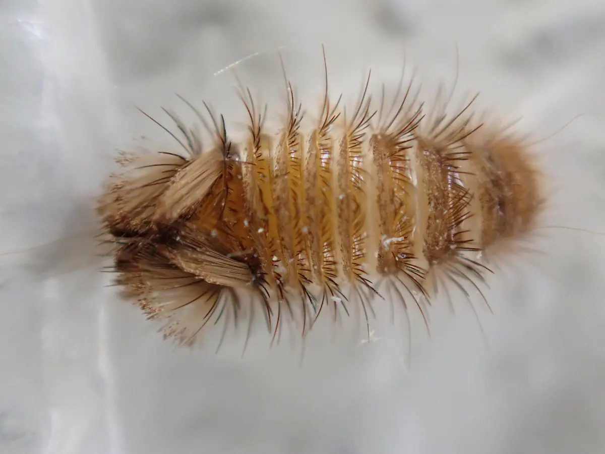 Larva de escarabajo de alfombra con cuerpo anillado café claro y pelos largos, vista de cerca sobre fondo gris claro