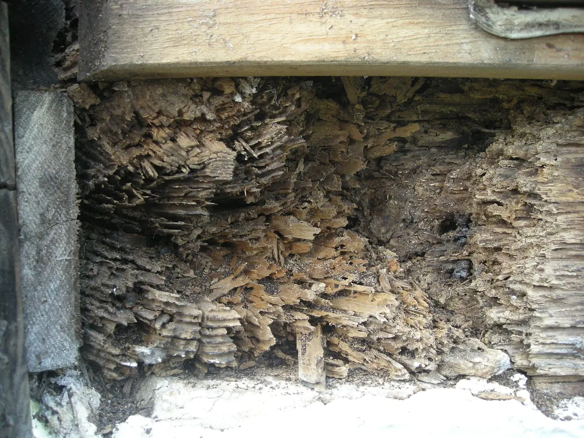 Pieza de madera de una construcción ahuecada por termitas, con galerías en láminas que siguen la veta y partículas oscuras de tierra entre las capas