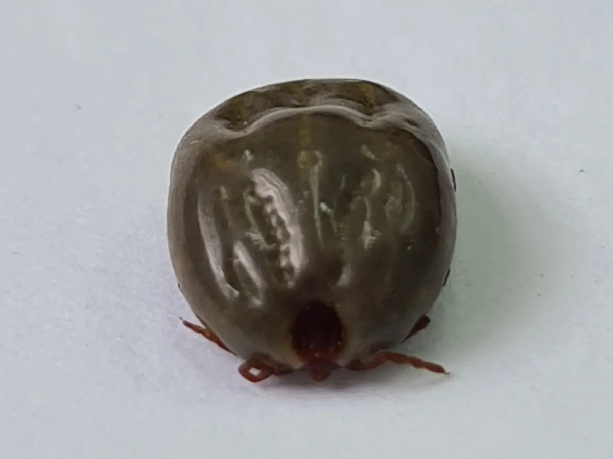 Hembra ingurgitada de garrapata café del perro, de cuerpo gris oliva con surcos, escudo pequeño café rojizo y patas rojizas, sobre una superficie blanca