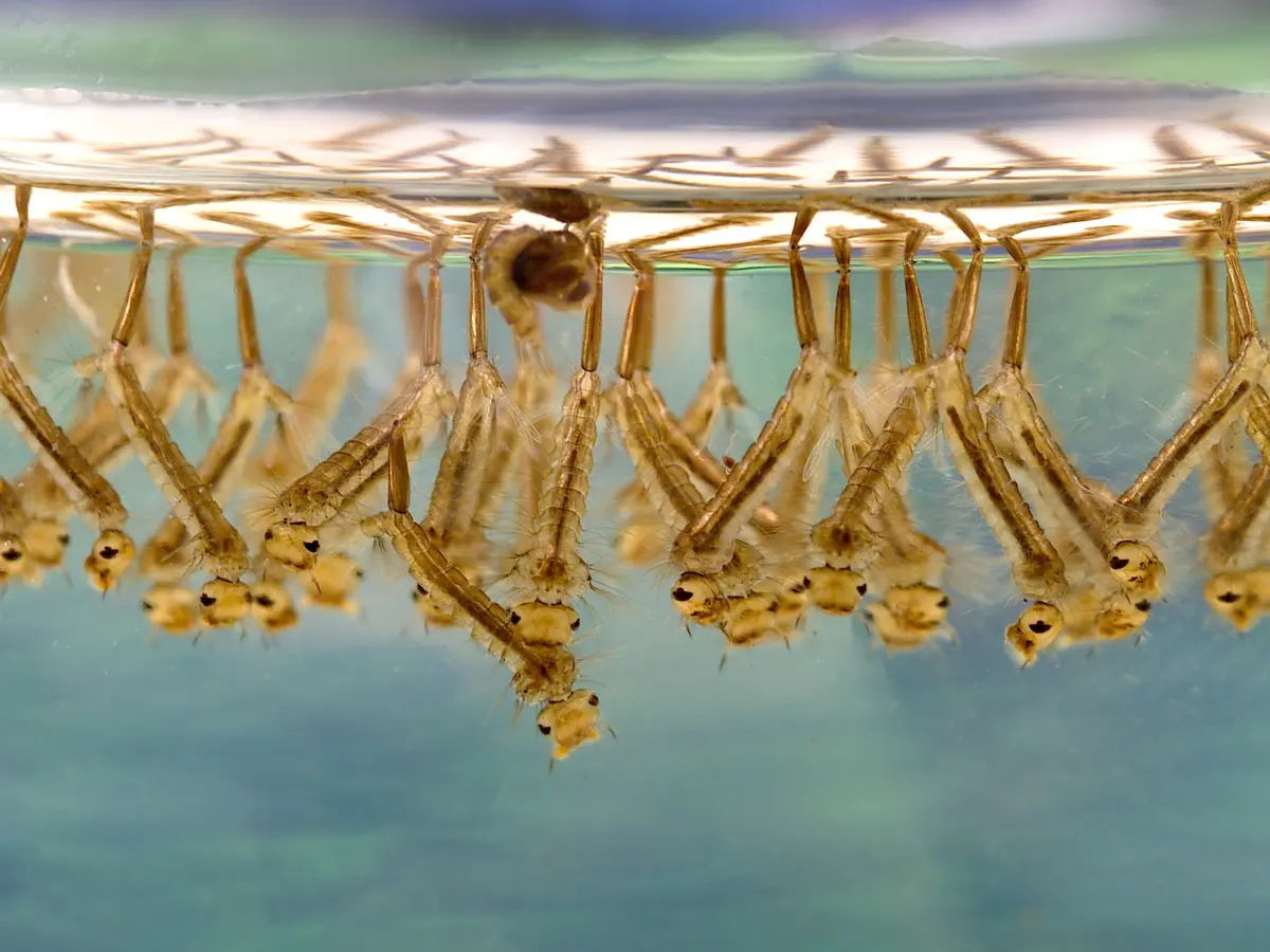 Larvas de zancudo colgando bajo la superficie del agua estancada, sujetas por su sifón respiratorio, junto a una pupa