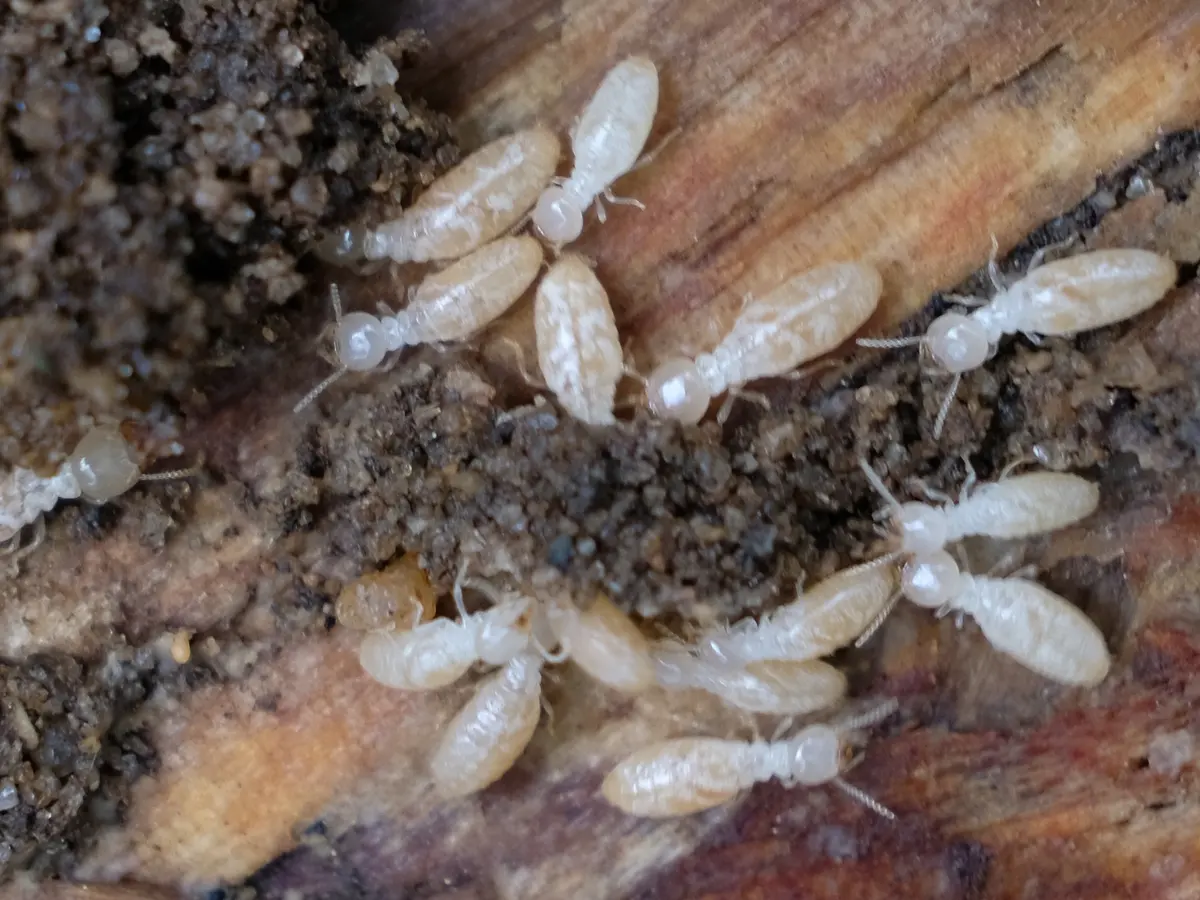 Obreras blanco cremoso de termita subterránea sobre madera dañada, con tierra acumulada en las galerías