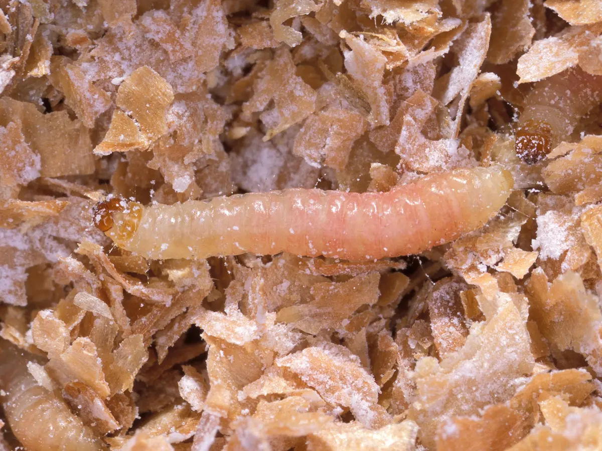 Larva rosada de polilla de la despensa entre hojuelas de cereal enharinadas, con otras dos larvas y finos hilos de seda