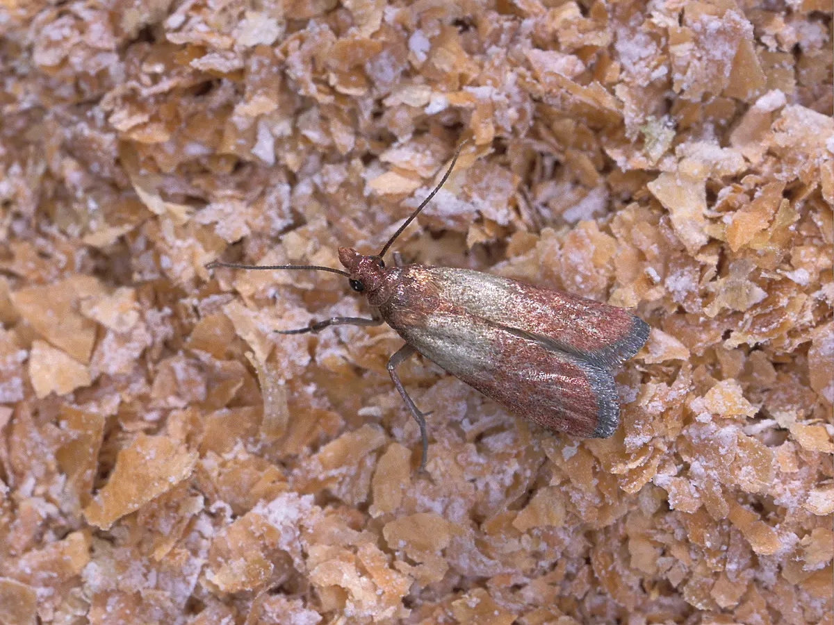 Polilla de la despensa adulta, con alas de base clara y extremo cobrizo, posada sobre hojuelas de cereal con harina
