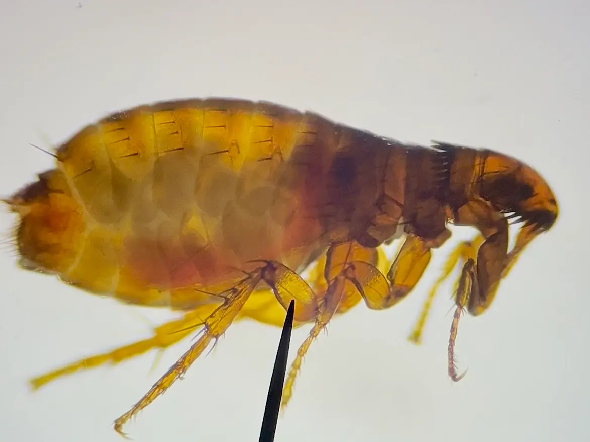 Pulga del gato adulta de perfil, vista al microscopio sobre fondo claro, con peines en cabeza y tórax y una aguja fina
