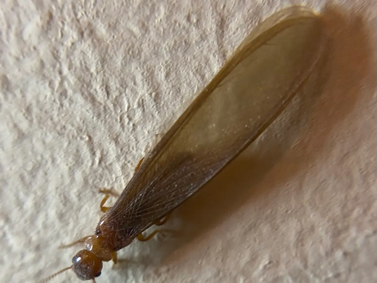 Termita alada de la especie Porotermes quadricollis, de cabeza pardo rojiza y alas pardas translúcidas plegadas sobre el cuerpo, posada en un muro claro de textura rugosa