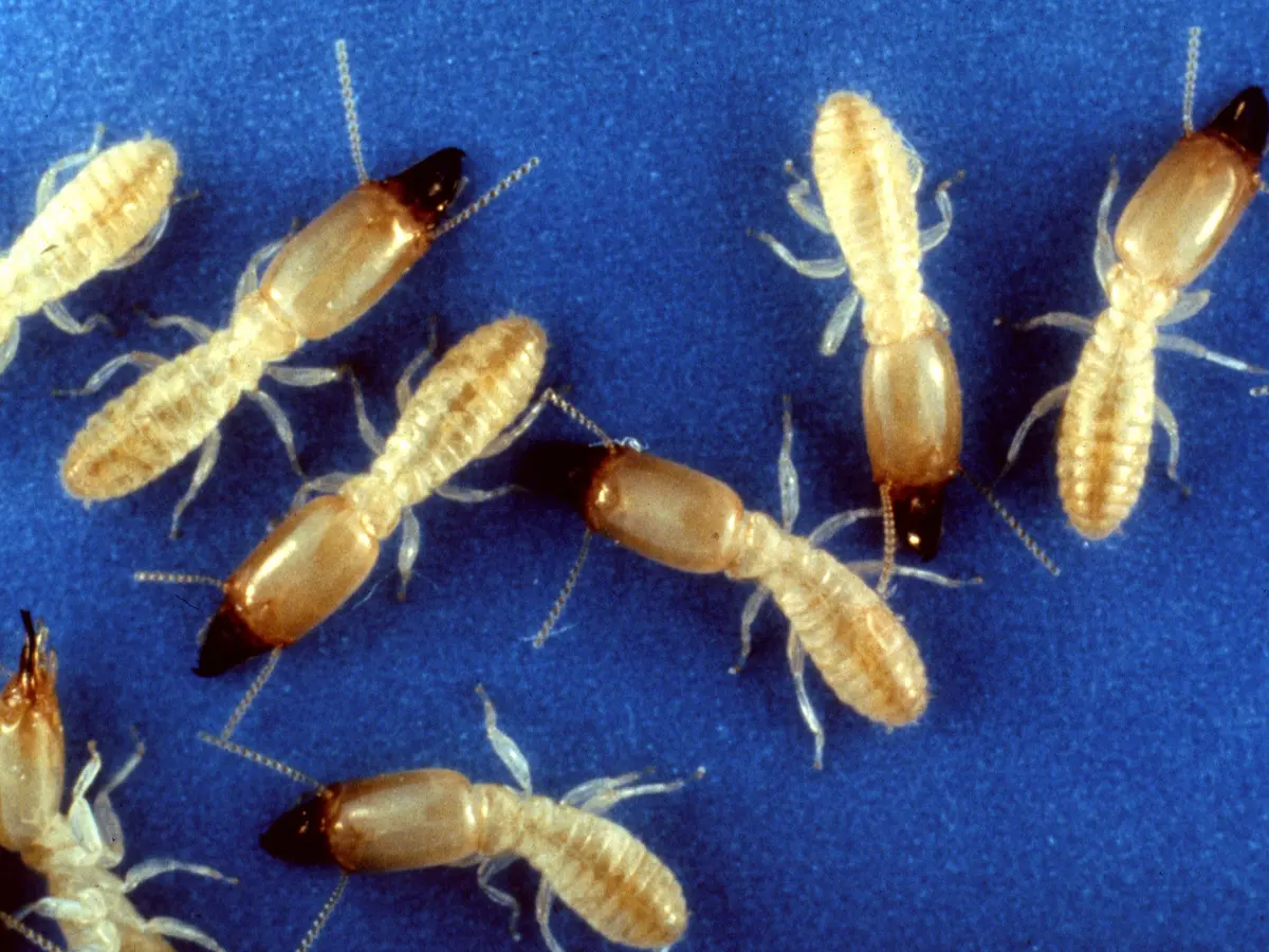 Soldados de termita subterránea de cabeza amarillenta y mandíbulas oscuras junto a obreras claras, sobre fondo azul