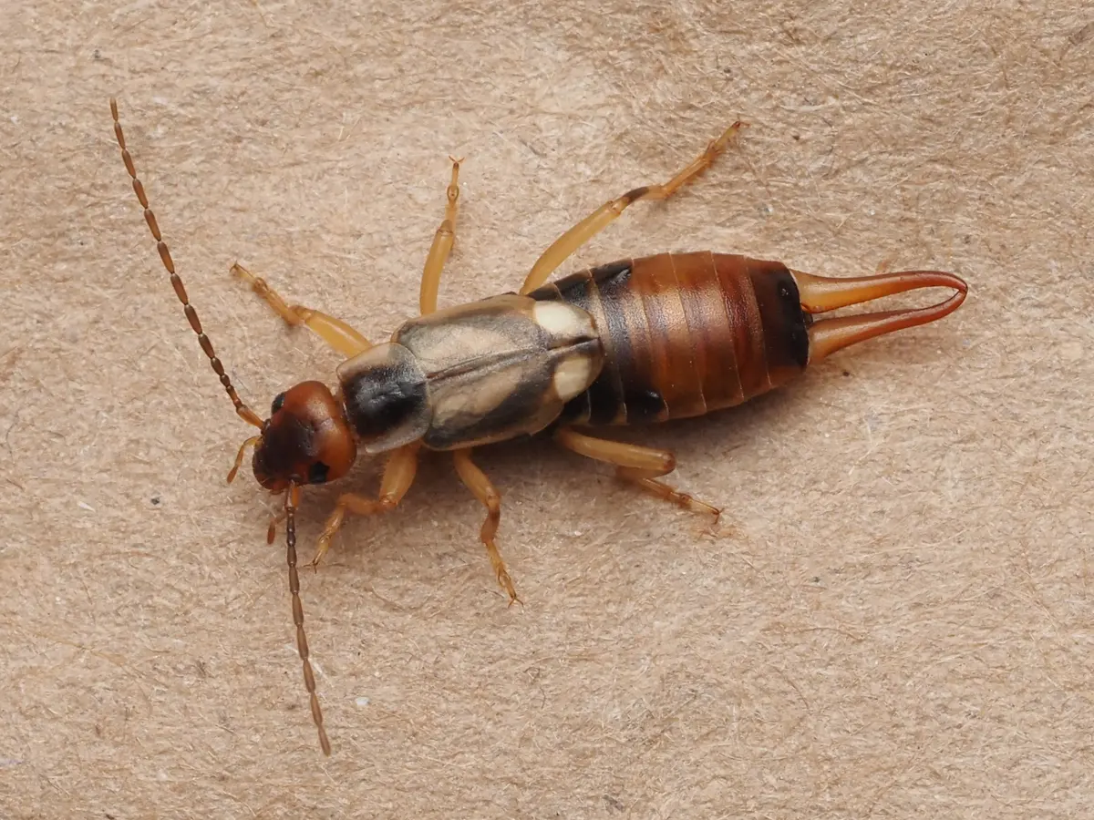 Tijereta europea vista desde arriba sobre una superficie beige fibrosa, con antenas largas, élitros cortos y pinzas abdominales
