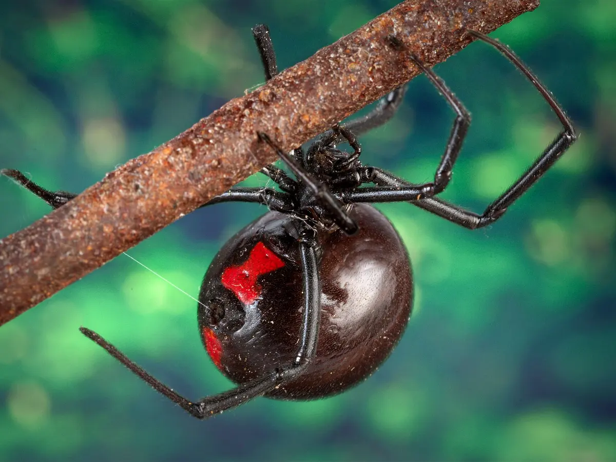 Hembra de viuda negra colgada bajo una rama, con abdomen negro brillante y mancha roja en forma de reloj de arena
