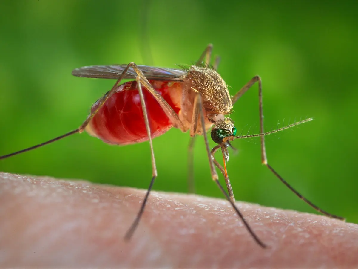 Hembra de zancudo común Culex quinquefasciatus picando la piel humana, con el abdomen rojo lleno de sangre.