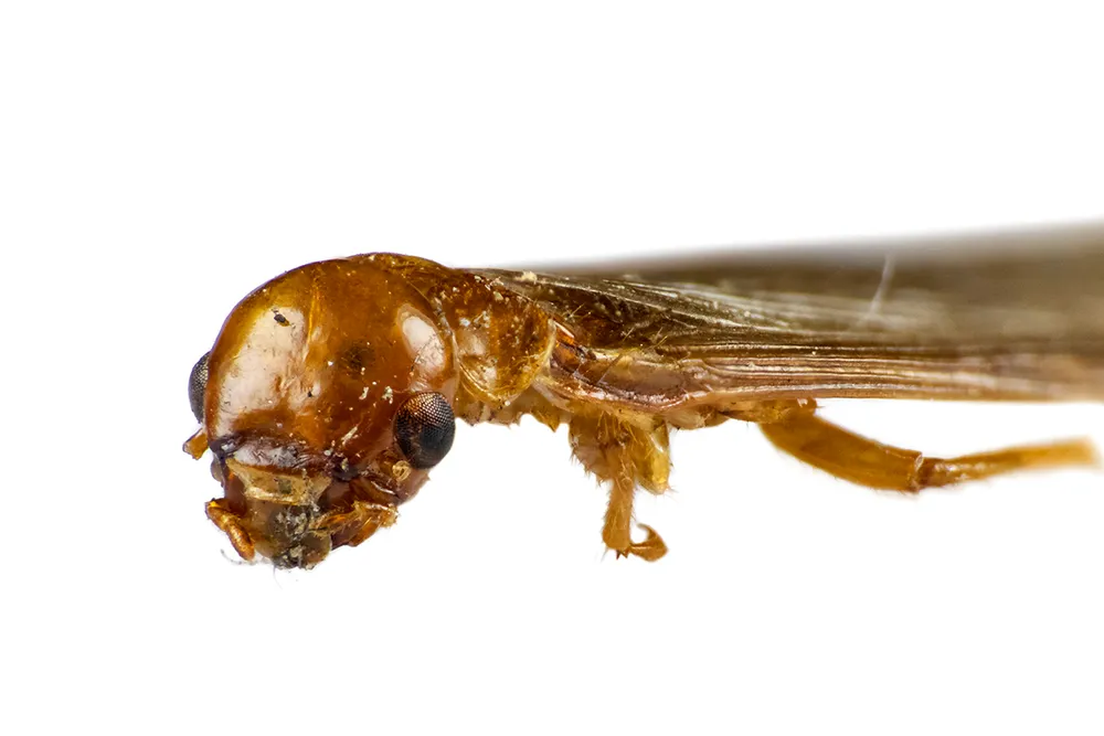Termita de madera húmeda Porotermes quadricollis vista de frente