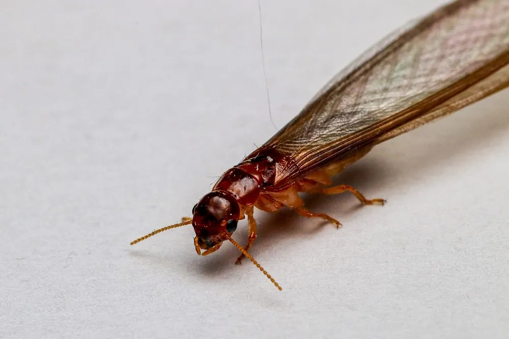 Termita alada de madera seca Neotermes chilensis, especie nativa de Chile