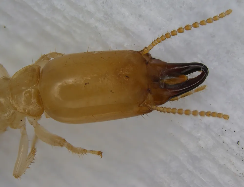 Termita subterránea obrera Reticulitermes flavipes en primer plano