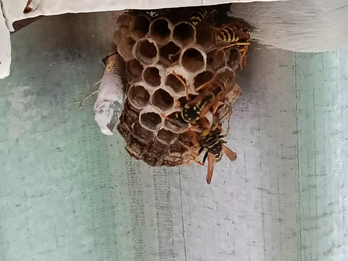 Nido de papel de avispa papelera (Polistes), sin envoltura y con las celdas a la vista, con varias avispas amarillas y negras encima, colgando bajo un alero