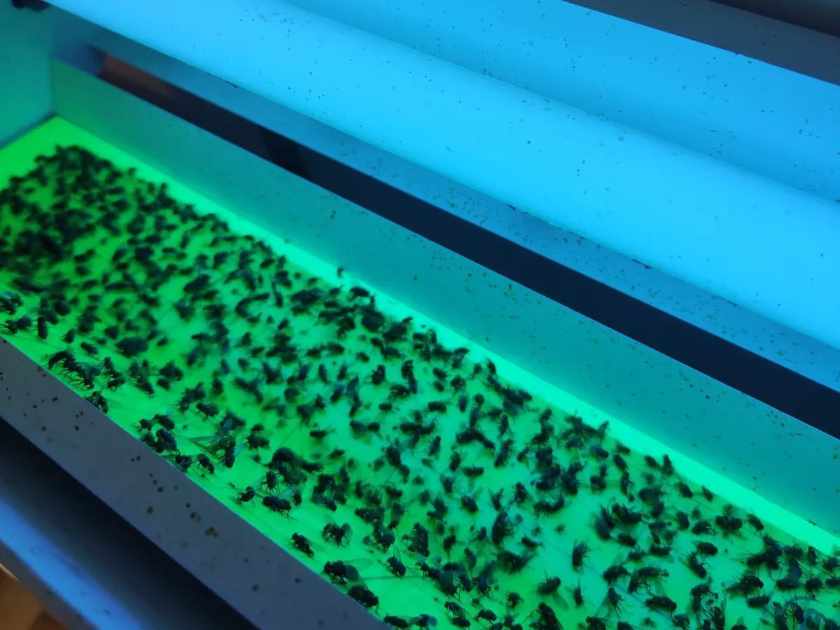 Trampa de luz UV con el tubo encendido y la lámina adhesiva verde cubierta de moscas capturadas