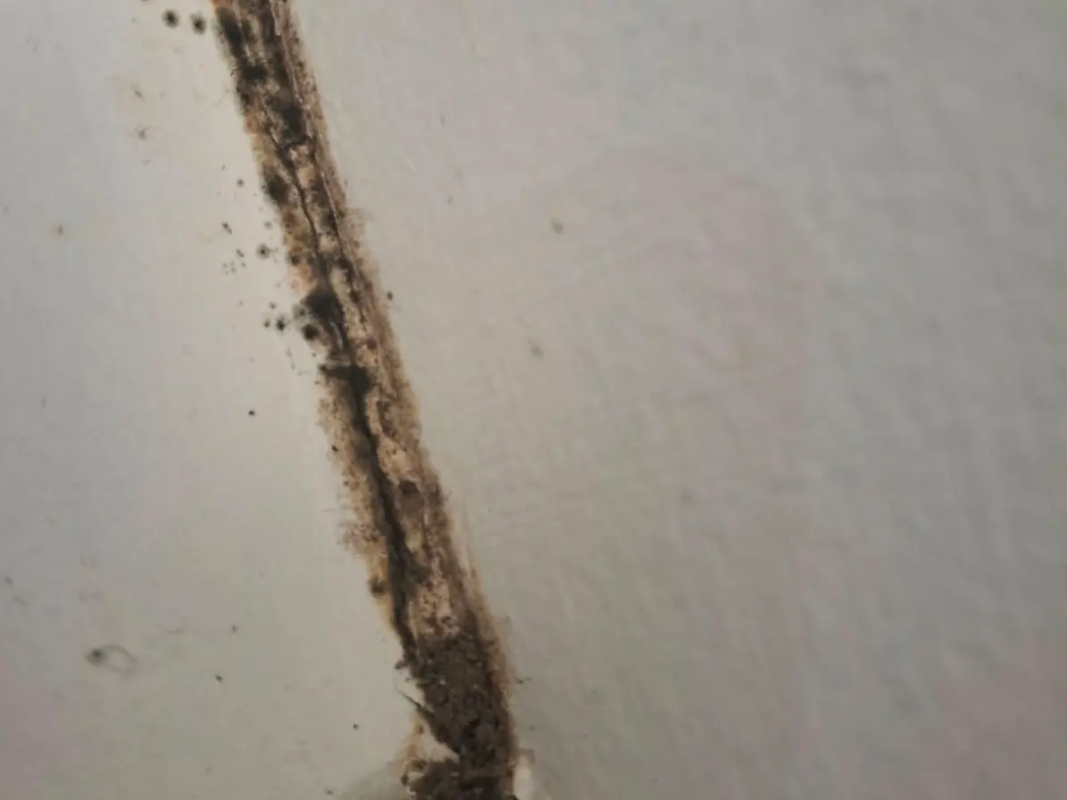Túnel de barro de termitas en la esquina de un muro blanco, bajando hasta la moldura, con tierra suelta alrededor