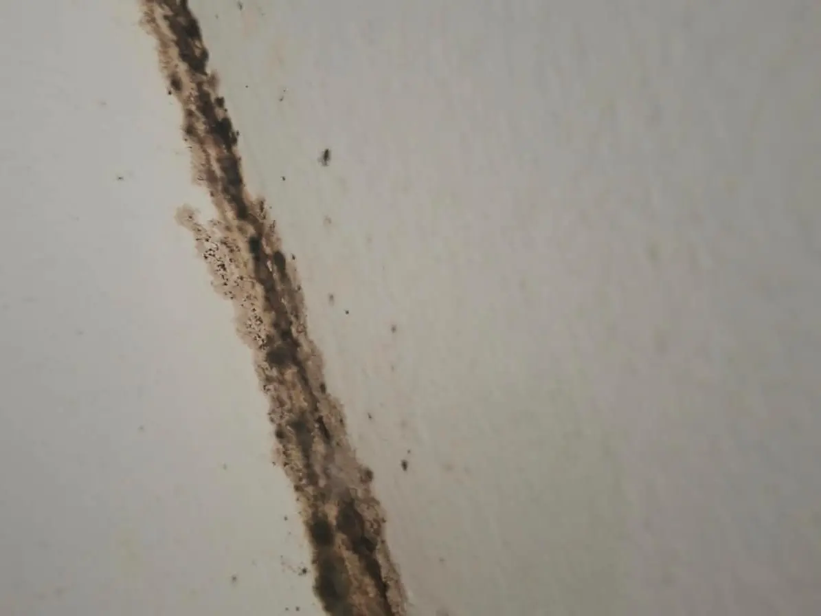 Túnel de barro de termitas subterráneas subiendo por la esquina entre dos muros pintados de blanco, hacia el cielo de la casa
