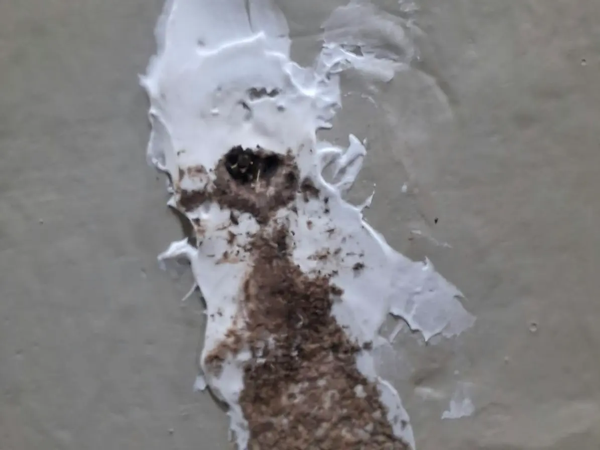 Túnel de barro de termitas subterráneas en un muro, tapado a medias con masilla blanca